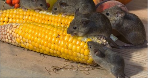 How to Get Rid Of Mice With Poison-Free, Natural Home Remedies