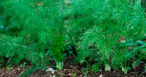 Fennel, The Super Plant: Why and How to Use It