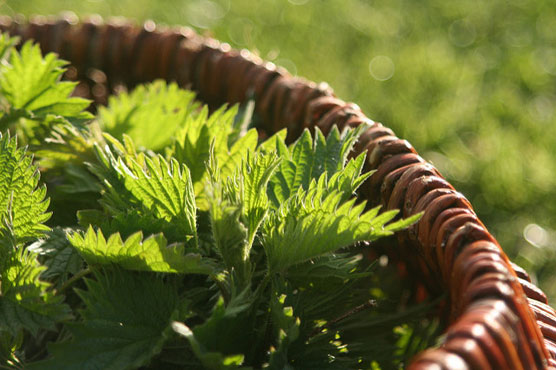 This Recipe With Nettle Is Extremely Useful and Simple!