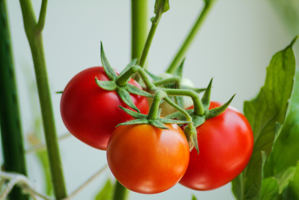 New Study Shows Tomatoes Fight Cancer