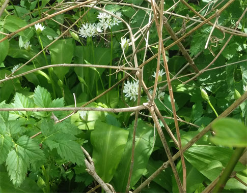 Wild Garlic – A Miracle Of The Nature!