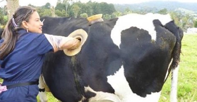 Find Out Why Farmers Are Making Holes in the Stomachs of Cows