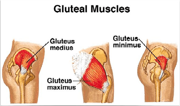 Best Exercise For The Glutes Backed By Science And Self Experience